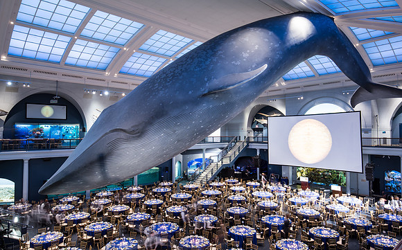 Whaleroom-2