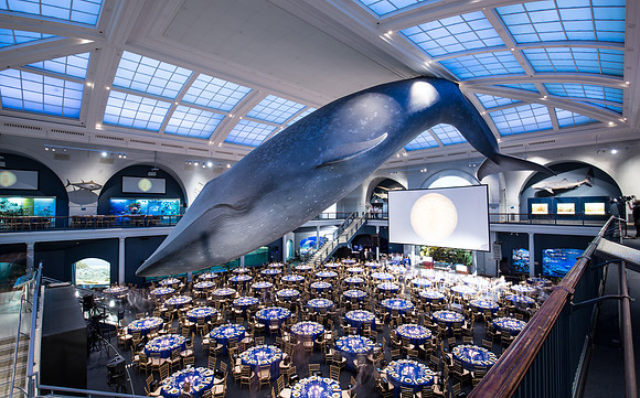 Whaleroom-3
