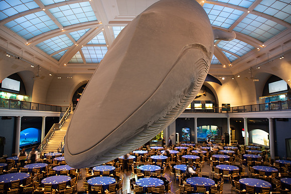 whaleRoom-007-ML_23193
